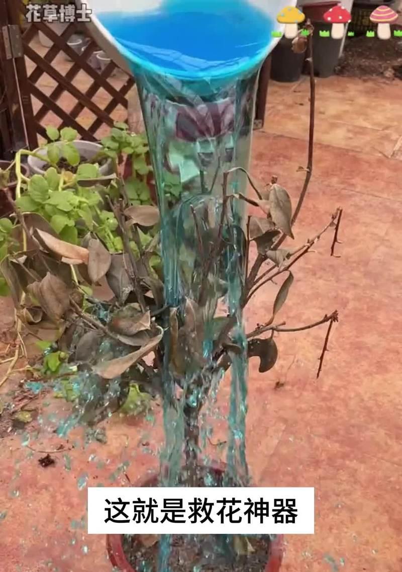 如何预防月季植物不生蚜虫？