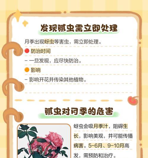如何预防月季植物不生蚜虫？