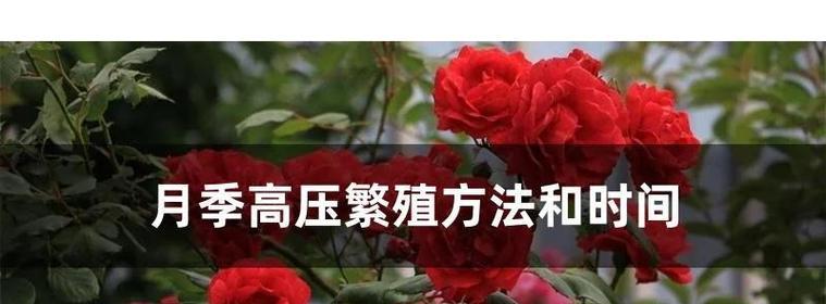 高压月季的管理技巧有哪些？