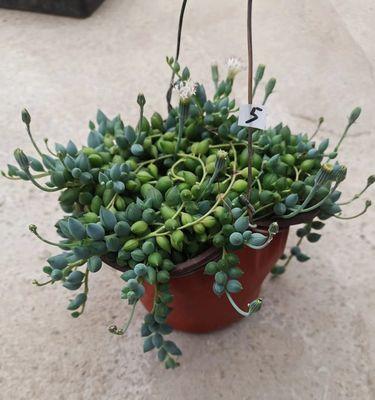 情人泪植物叶子发黄的原因是什么？