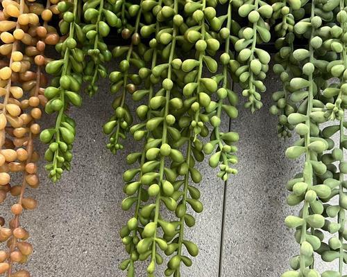 情人泪植物叶子发黄的原因是什么？
