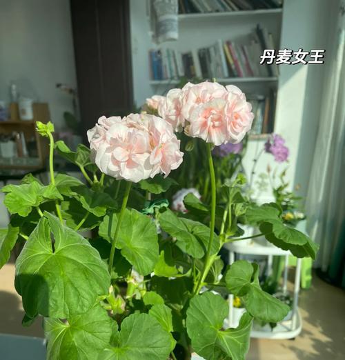 耐旱品种天竺葵的养殖技巧有哪些？