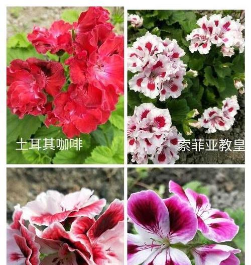 耐旱品种天竺葵的养殖技巧有哪些？