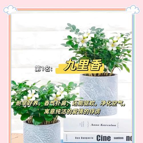 菩提浇水的正确方法是什么？如何避免过度浇水？
