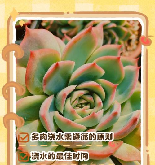 菩提浇水的正确方法是什么？如何避免过度浇水？
