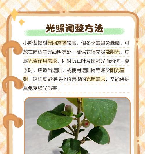 菩提浇水的正确方法是什么？如何避免过度浇水？