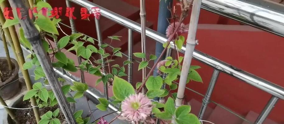 地栽铁线莲冬季枝条修剪的最佳时机和方法是什么？