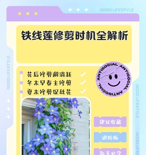 地栽铁线莲冬季枝条修剪的最佳时机和方法是什么？