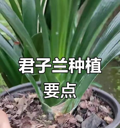 君子兰的最佳种植时间是什么时候？