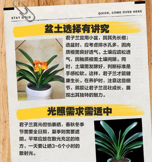 君子兰的最佳种植时间是什么时候？