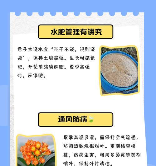 君子兰的最佳种植时间是什么时候？