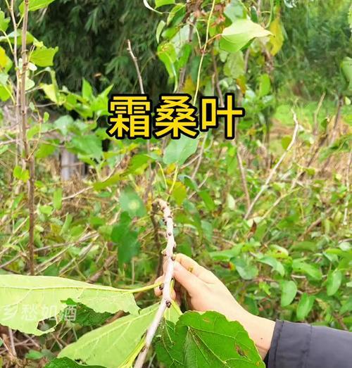 桑叶晒干后叶子发黄是什么原因？