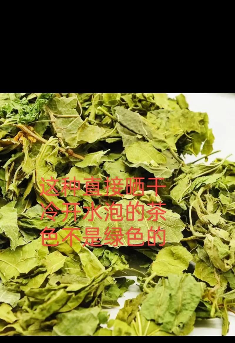 桑叶晒干后叶子发黄是什么原因？