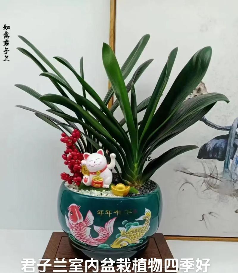老桩盆景君子兰如何养护？
