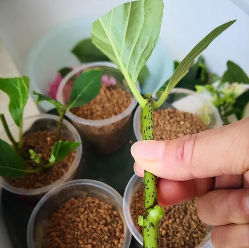 木本植物使用生根液的正确方法是什么？