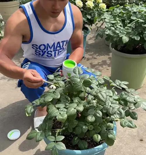 木本植物使用生根液的正确方法是什么？
