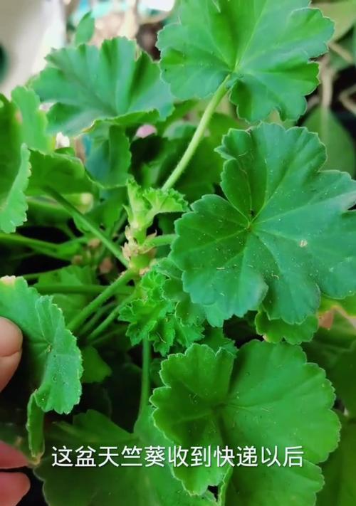天竺葵换盆需要多大的盆？换盆的正确方法是什么？
