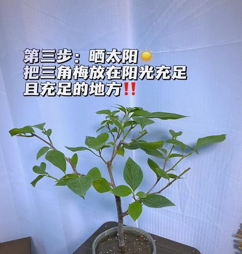 三角梅擦枝存活的正确方法是什么？