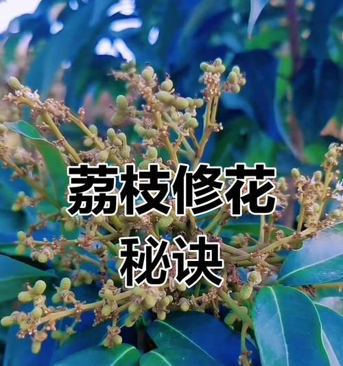荔枝施肥的最佳方法和技巧是什么？