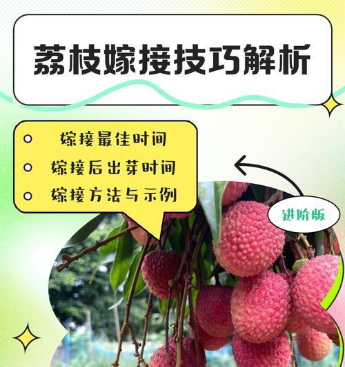 荔枝施肥的最佳方法和技巧是什么？