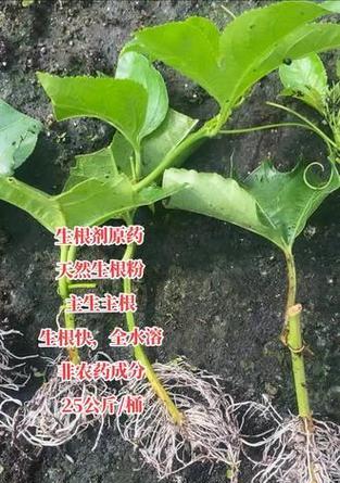 自制生根剂和肥料的方法是什么？有哪些好处？