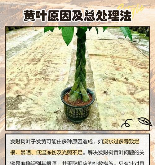 植物晒太阳后叶子发黄应如何补救？