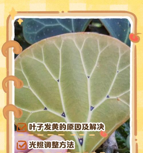 植物晒太阳后叶子发黄应如何补救？