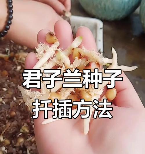 君子兰种子成熟后的处理方法是什么？