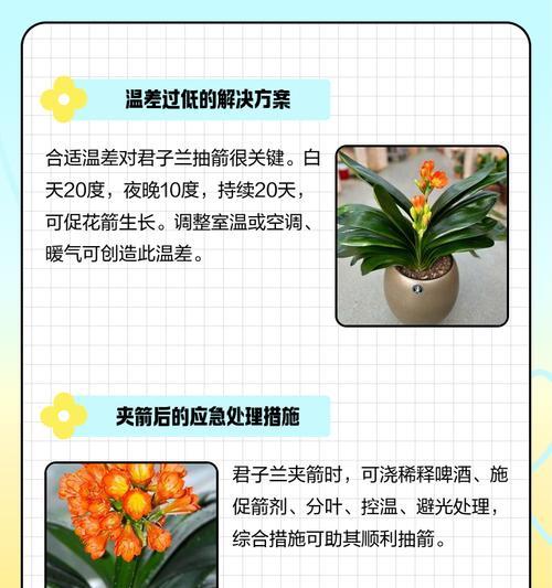 君子兰种子成熟后的处理方法是什么？