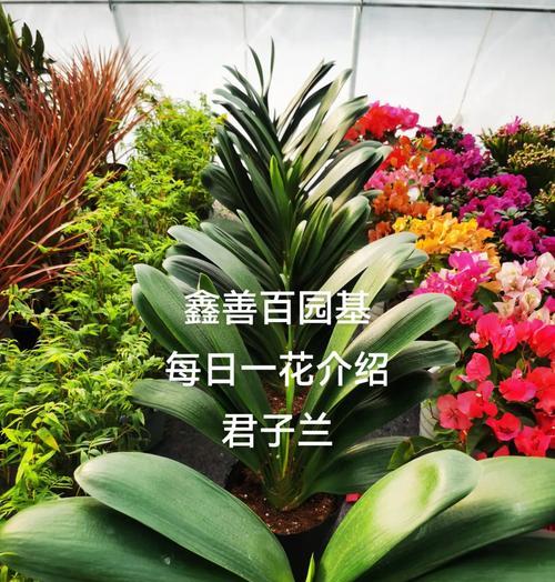 君子兰在南非的生长环境如何？为何能在当地繁衍？