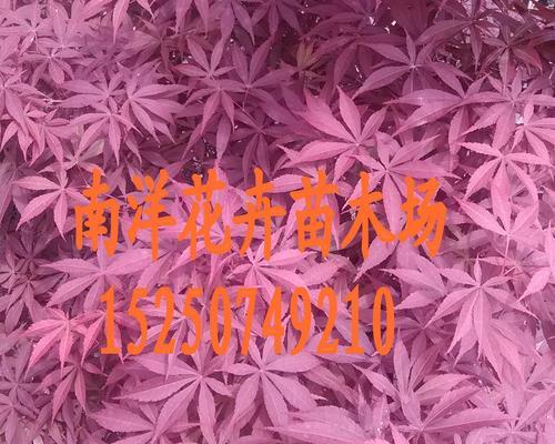 红花槭叶子发黄是什么原因？如何解决叶子发黄的问题？