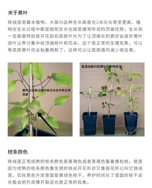 铁线莲底部新叶子生长问题如何处理？