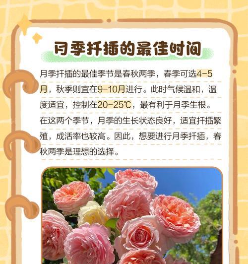 大棵月季枝条扦插方法是什么？
