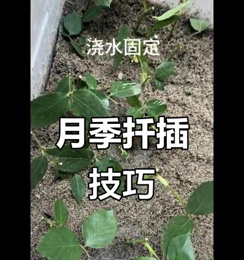 大棵月季枝条扦插方法是什么？