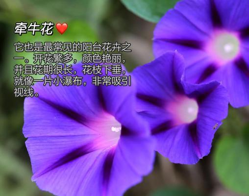 阳台适合种植哪些瀑布状花卉？如何养护？