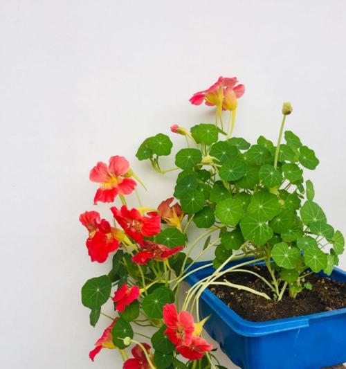 阳台适合种植哪些瀑布状花卉？如何养护？
