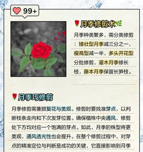 月季如何实现持续开花？