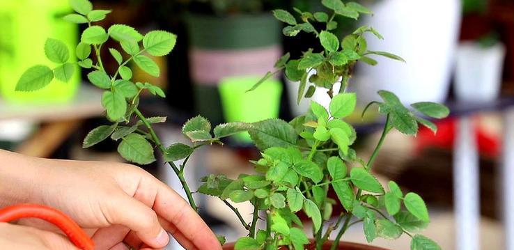 月季如何实现持续开花？