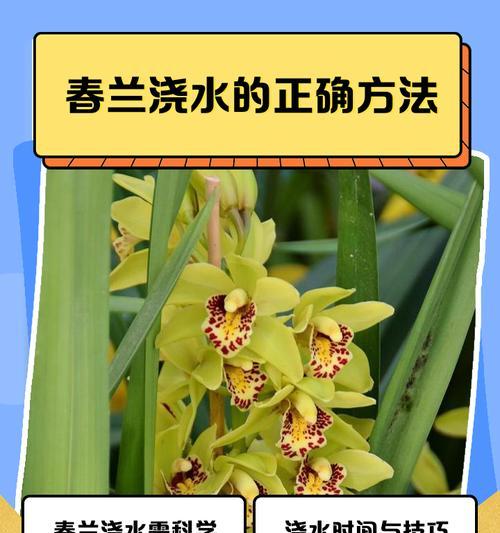 夏季室内兰花如何正确浇水？