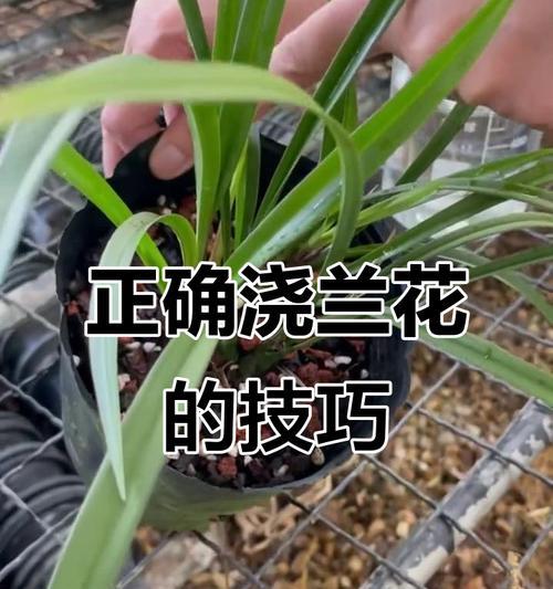 夏季室内兰花如何正确浇水？