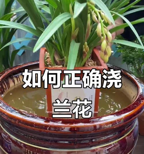 夏季室内兰花如何正确浇水？