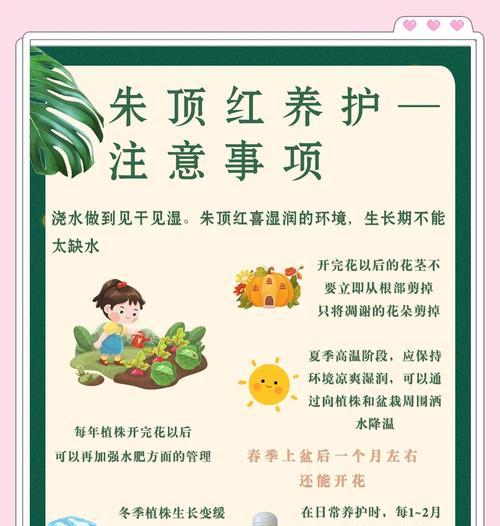 秋天朱顶红施肥指南？