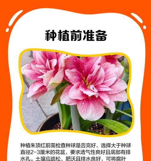 朱顶红干瘪是什么原因？如何预防朱顶红干瘪现象？