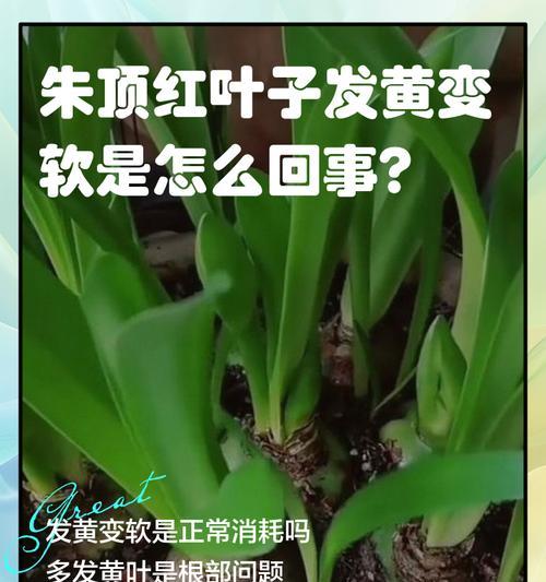 朱顶红干瘪是什么原因？如何预防朱顶红干瘪现象？