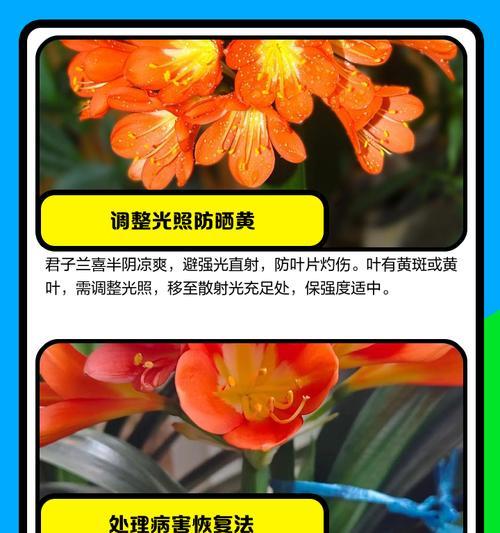 君子兰黄叶是什么原因？如何进行有效管理？