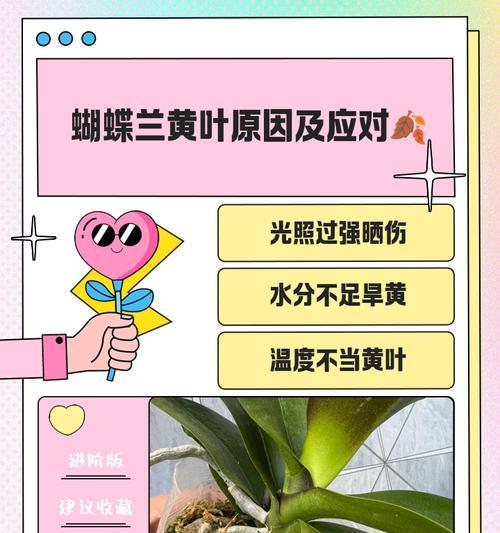 君子兰黄叶是什么原因？如何进行有效管理？