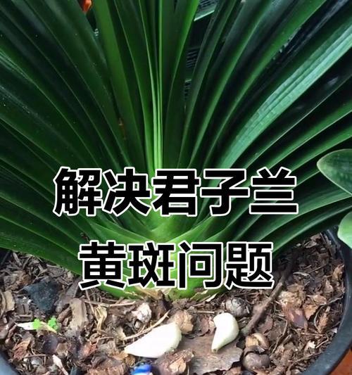 君子兰黄叶是什么原因？如何进行有效管理？