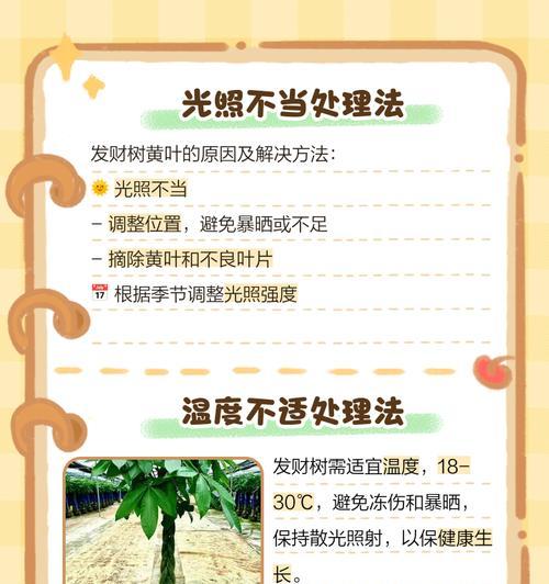 芝麻叶面叶子发黄的解决方法有哪些？