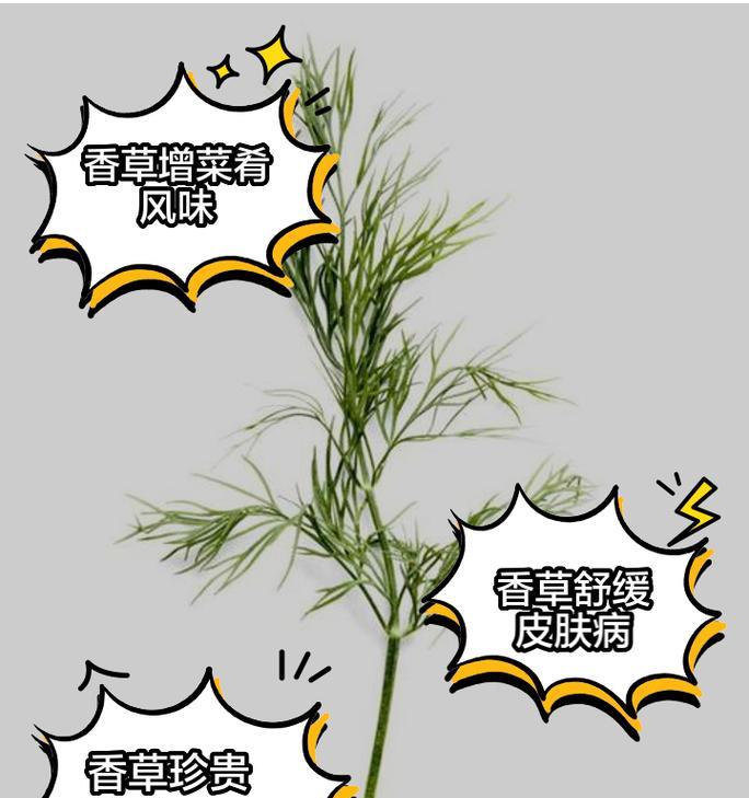 常见的香草植物有哪些？