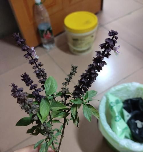 常见的香草植物有哪些？